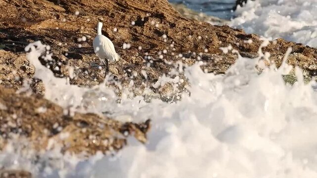 Garceta com&uacute;n Egretta garzetta huye de las olas al romper en la costa de la playa Agua Amarga de Alicante, Espa&ntilde;a