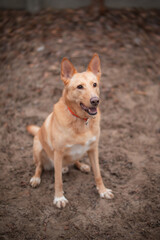 A playful dog sitting on the ground at a park, looking up with a joyful expression. The dog has a short coat and is wearing an orange collar. The background shows a blurred dirt surface.