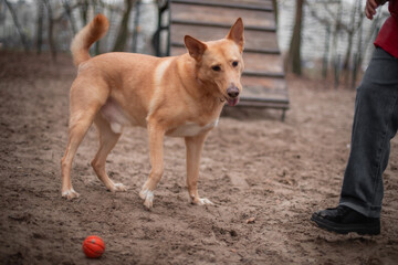 The photo shows a playful dog in park, standing on the ground with ball in front of it. The dog is...