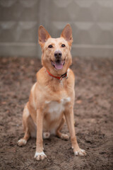 A happy dog with a bright smile sits on the sandy ground in a park, with its tongue out. The dog has a collar and appears joyful, ready for play and interaction in a natural outdoor setting.
