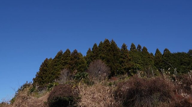 Landscape: wild tree mountain with blue sky in Japan