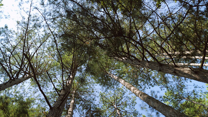 Tall pine trees with a blue sky visible through the branches. Bottom view. Tree crowns against the sky.