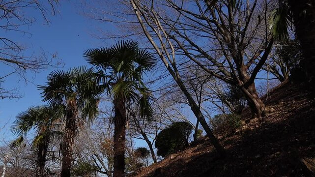 Nature: Woods, Palm tree with blue sky in Japan