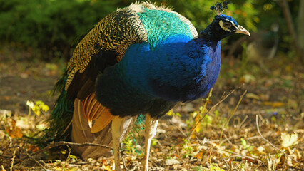 Fototapeta premium Peacock in a park. A close-up of a male peacock with bright blue, green and brown plumage. The bird is standing on a bed of leaves in a park, looking alert.
