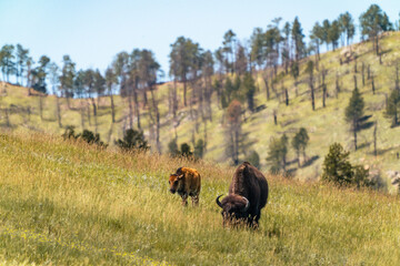 Migrating Bison Calf Walks Alongside Mother on Grassy Hill, Custer State Park.