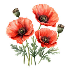 A watercolor illustration of a Poppy flower, isolated on a white background. Poppy flower vector.
