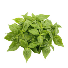 Obraz premium Fresh Thai basil leaves isolated against a transparent background, perfect for culinary use and herb gardening enthusiasts, basil , thai basil isolated on transparent background