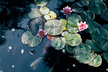 Blooming water lilies float on a pond, surrounded by swimming fish