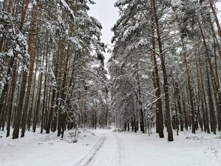 Walks in the snow-covered forest. Winter forest landscapes. Outdoor recreation