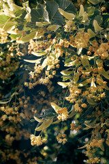 Close-up of delicate linden tree blossoms illuminated by warm, natural sunlight