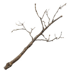 Fototapeta premium A bare tree branch isolated on a white background with a transparent background option perfect for design projects or digital art nature textures winter scenes autumn elements botanical illustrations