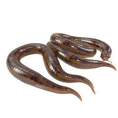Obraz premium Two brown aquatic worms isolated on white background showing detailed texture and shape of their bodies