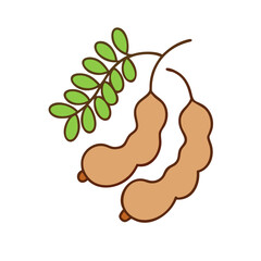 Tamarind pods with leaves illustration, A simple cartoon illustration of two tamarind pods with a leafy branch, showcasing natural detail in a vector style.  
