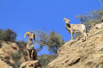 Borrego