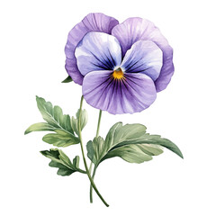 A watercolor clipart of a pansy flower, isolated on a white background. Pansy flower vector.

