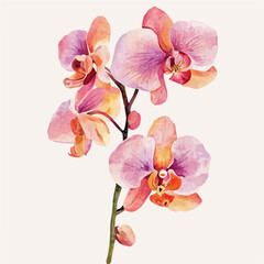 A watercolor drawing of an orchid, isolated on a white background. Orchid vector.
