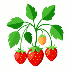 Ripe red strawberries hang from a plant with green leaves in a garden