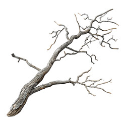 Fototapeta premium A gnarled and weathered dead tree branch isolated on a transparent background perfect for design projects or Halloween decorations nature art wood texture rustic element