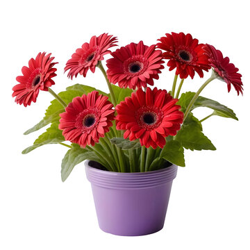 Red gerbera daisy flowers in purple floser pot, isolated on white background