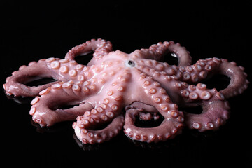 One fresh raw octopus on black background