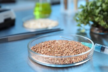 GMO concept. Buckwheat grains in petri dish, microgreens, syringe and other equipment on table in laboratory, closeup