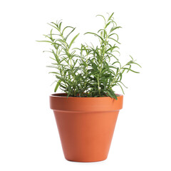 Fototapeta premium Rosemary plant in pot isolated on white. Aromatic herb
