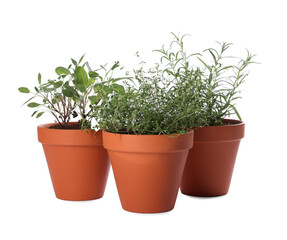 Aromatic herbs in pots isolated on white