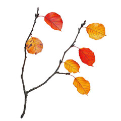 Obraz premium Bright autumn leaves in vibrant shades of red and yellow on a branch isolated against a clean transparent background, Autumn fall leaves on a branch isolated on transparent background