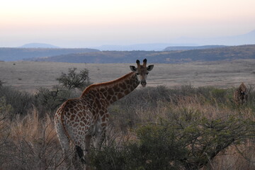 A giraffe looking back towards the camera