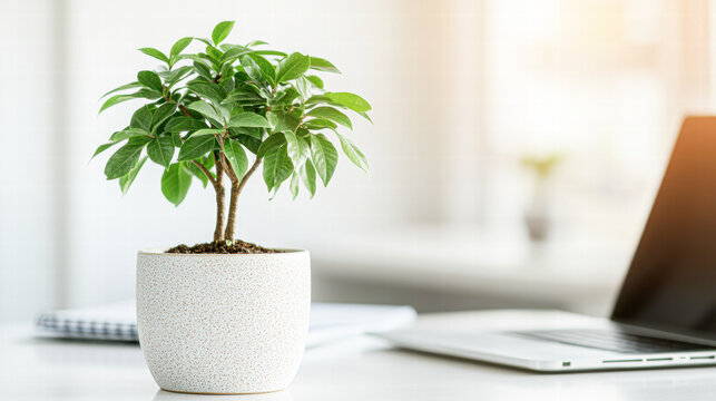 Indoor plant care tips for home offices workspace nature relaxed greenery