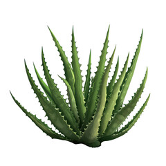 Aloe bushes casting shadows in an isolated setting under natural light, aloe bushes, file of isolated object with shadow on transparent background