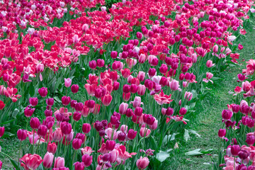 Mix pink and red flowers tulips blossom in river embankment. Bulbous ornamental tulipa plants of liliaceae family grow on flowerbed. Floral pink petals bloom. Flower carpet from buds. Landscap parks.