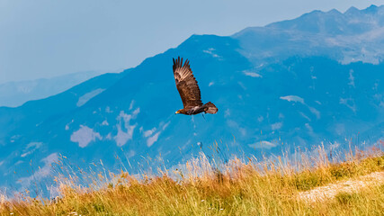 Aquila nipalensis, steppe eagle, in flight at Mount Ahorn, Mayrhofen, Zillertal valley, Schwaz, Tyrol, Austria