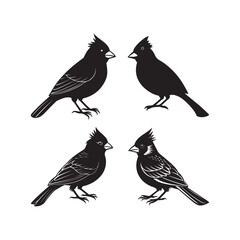 set of cardinal bird silhouette, black and white silhouette, vector and illustration
