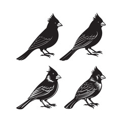 set of cardinal bird silhouette, black and white silhouette, vector and illustration