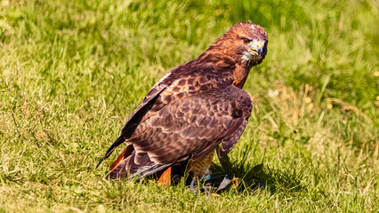 Obraz premium Buteo buteo, common buzzard, at Mount Ahorn, Mayrhofen, Zillertal valley, Schwaz, Tyrol, Austria