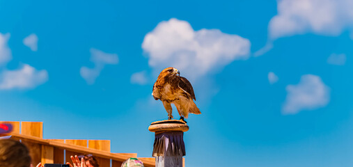 Buteo buteo, common buzzard, at Mount Ahorn, Mayrhofen, Zillertal valley, Schwaz, Tyrol, Austria