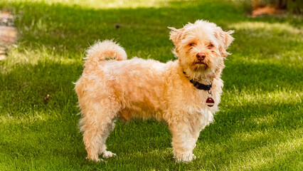 Cute Havanese dog portrait on a sunny summer day