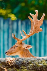 Dama dama, male european fallow deer with big antlers, lying behind a tree stump