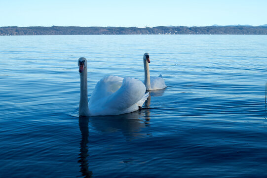 Elegant Swans Swimming on Tranquil Lake