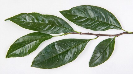 single peach leaf on a branch, caught in a gentle breeze, showing the fine veins and soft green edges. Peach leaves 