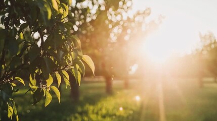 tree leaves backlit by the sun, creating a soft green silhouette with a warm, golden glow around them. Peach leaves 