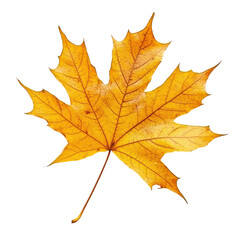 Obraz premium A vibrant maple leaf in autumn colors isolated against a clean transparent background, Beautiful maple leave isolated transparent background