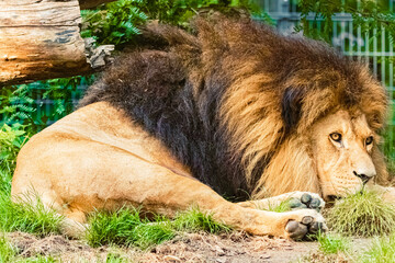 Panthera leo, lion, on a sunny summer day