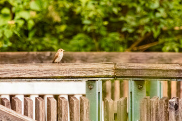 Passer domesticus, house sparrow, at Infohaus Isarmuendung, Moos, Deggendorf, Bavaria, Germany