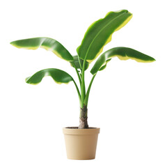 Growing banana plant in a decorative pot against a bright transparent background showcasing healthy green leaves, Banana plant in flowerpot. transparent background