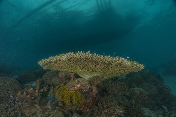 Coral reef and water plants in the Sea of the Philippines
