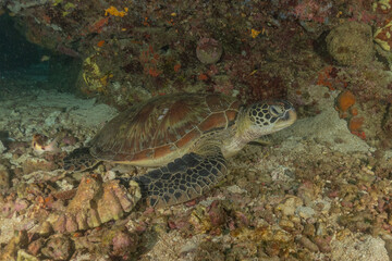 Hawksbill sea turtle in the Sea of the Philippines
