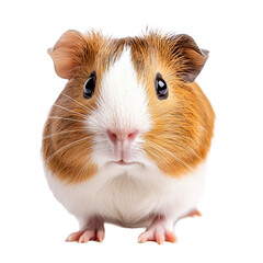 A cute guinea pig posing against a transparent background, showcasing its adorable features and curious expression, a cute guinea pig posing, transparent background.