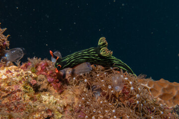 Sea slug in the Sea of the Philippines
